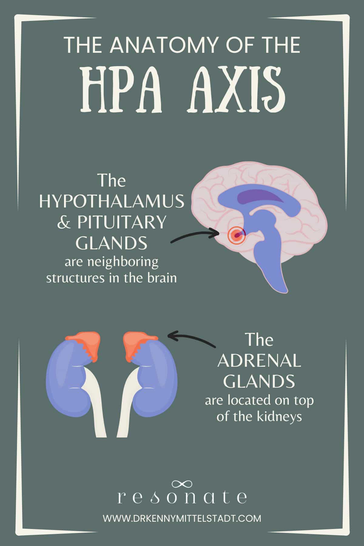 Graphic that shows where the glands of the HPA Axis are located. The hypothalamus and the pituitary gland are neighboring structures in the brain and the adrenal gland are on top of the kidneys.
